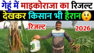 गेहूं की खेती में माइकोराइजा का कमाल: लंबी जड़ें और अधिक कल्लों से किसानों के