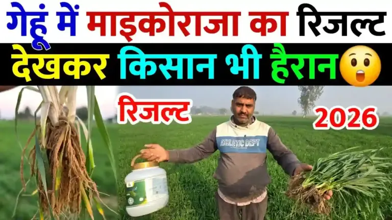 गेहूं की खेती में माइकोराइजा का कमाल: लंबी जड़ें और अधिक कल्लों से किसानों के चेहरे खिले