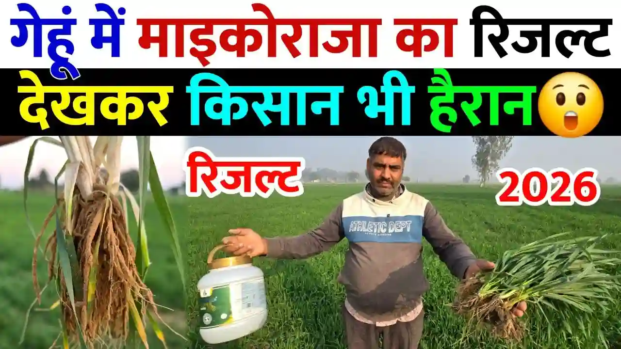 गेहूं की खेती में माइकोराइजा का कमाल